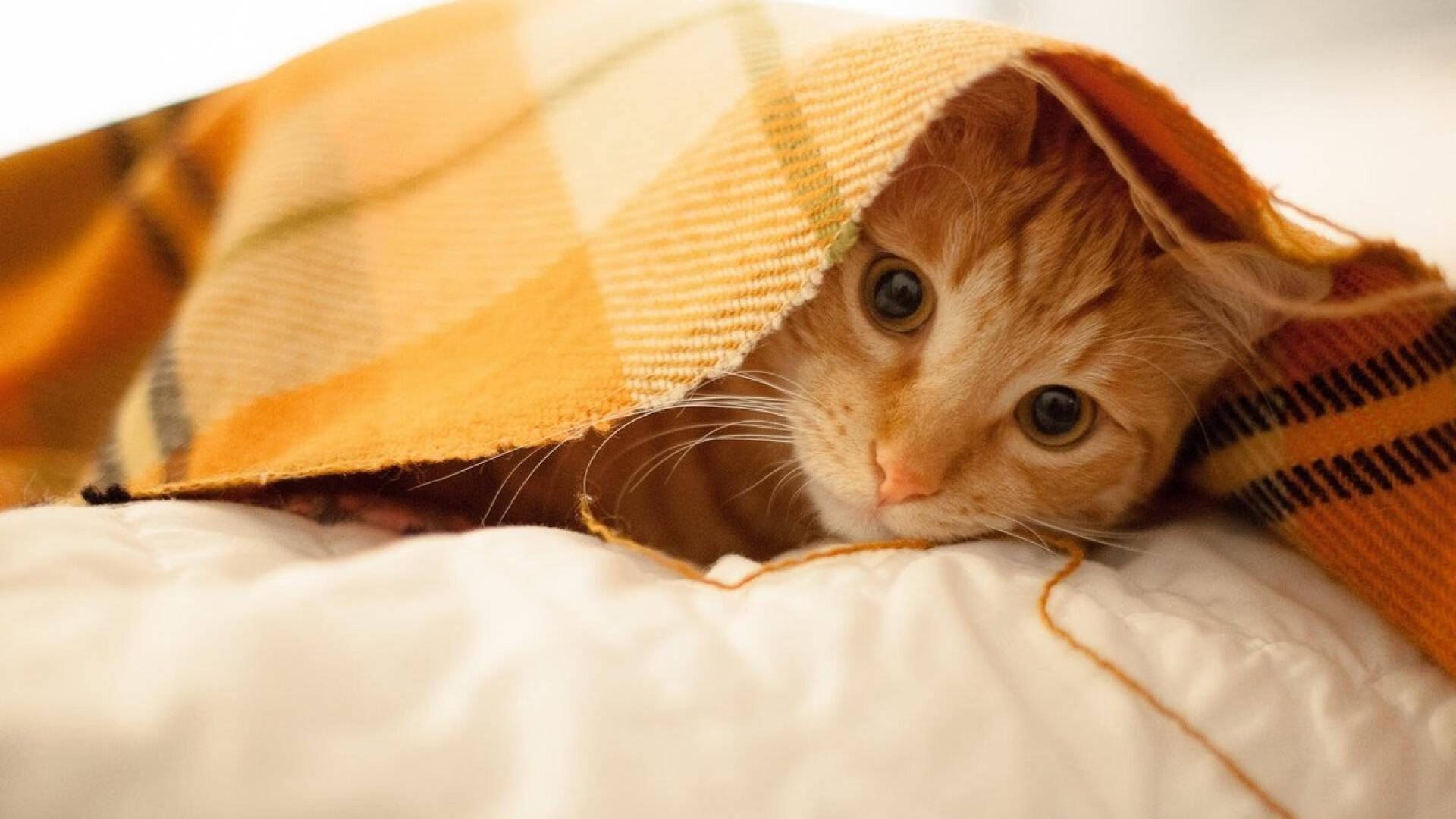 意甲比赛现场,球员讲述场上战术压力下如何应变应对,意甲对抗强度