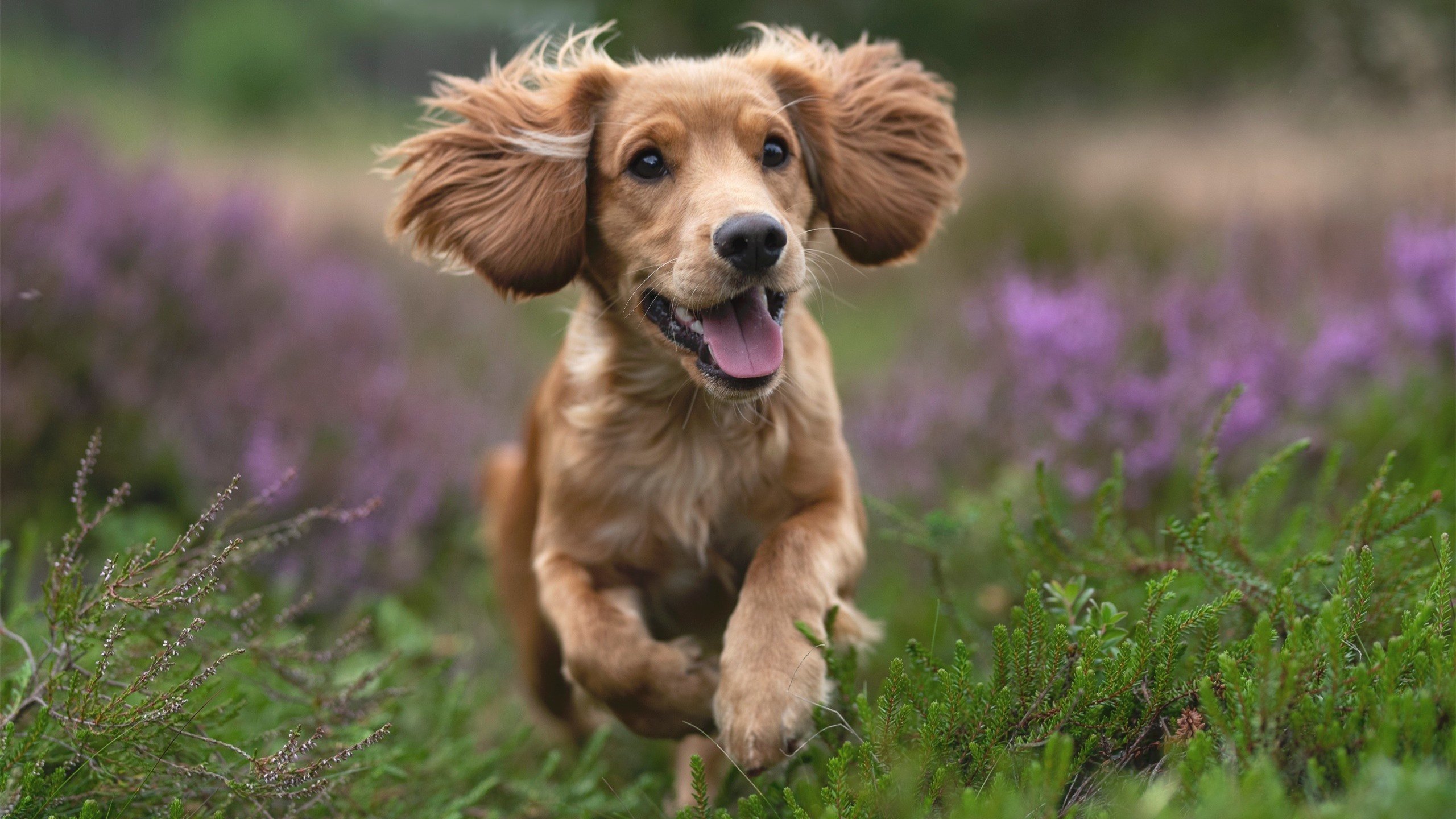 开云中国大陆-绝地求生 赛事奖金池不断扩大，绝地求生比赛奖金