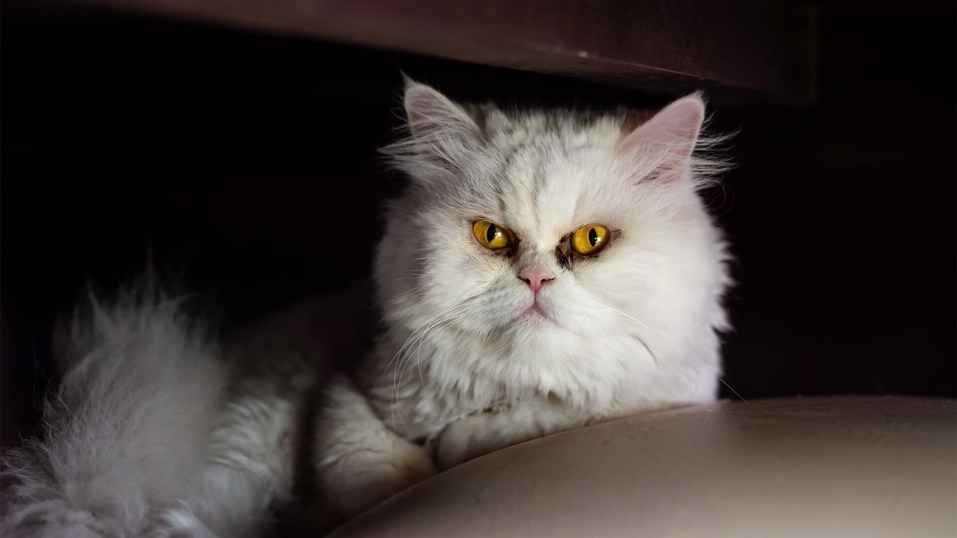 kaiyun开云·官方网站-西甲：比利亚雷亚尔1-0胜皇家贝蒂斯，比赛紧张精彩，西甲比利亚雷亚尔vs皇家社会