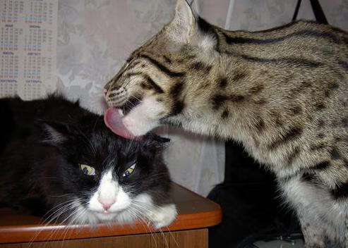 开云官方网页登录-云达不莱梅惨败收场，连续输球难振士气，云达不莱梅vs美因茨