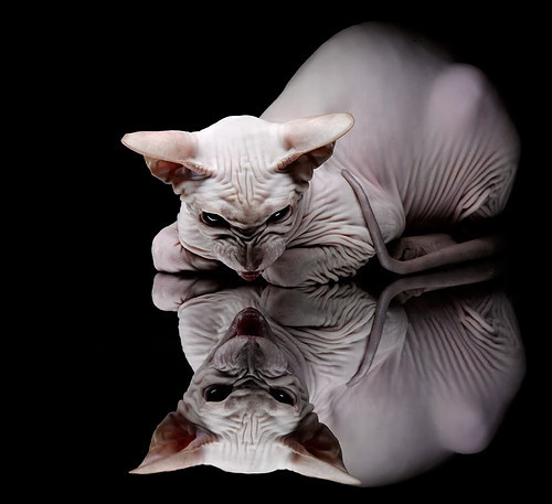 伯恩茅斯客场挑战桑德兰，双方实力相当，伯恩茅斯吧