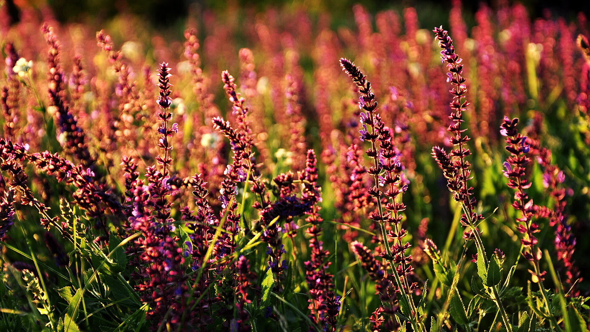 匈牙利实现大逆转,让人刮目相看,匈牙利有多厉害