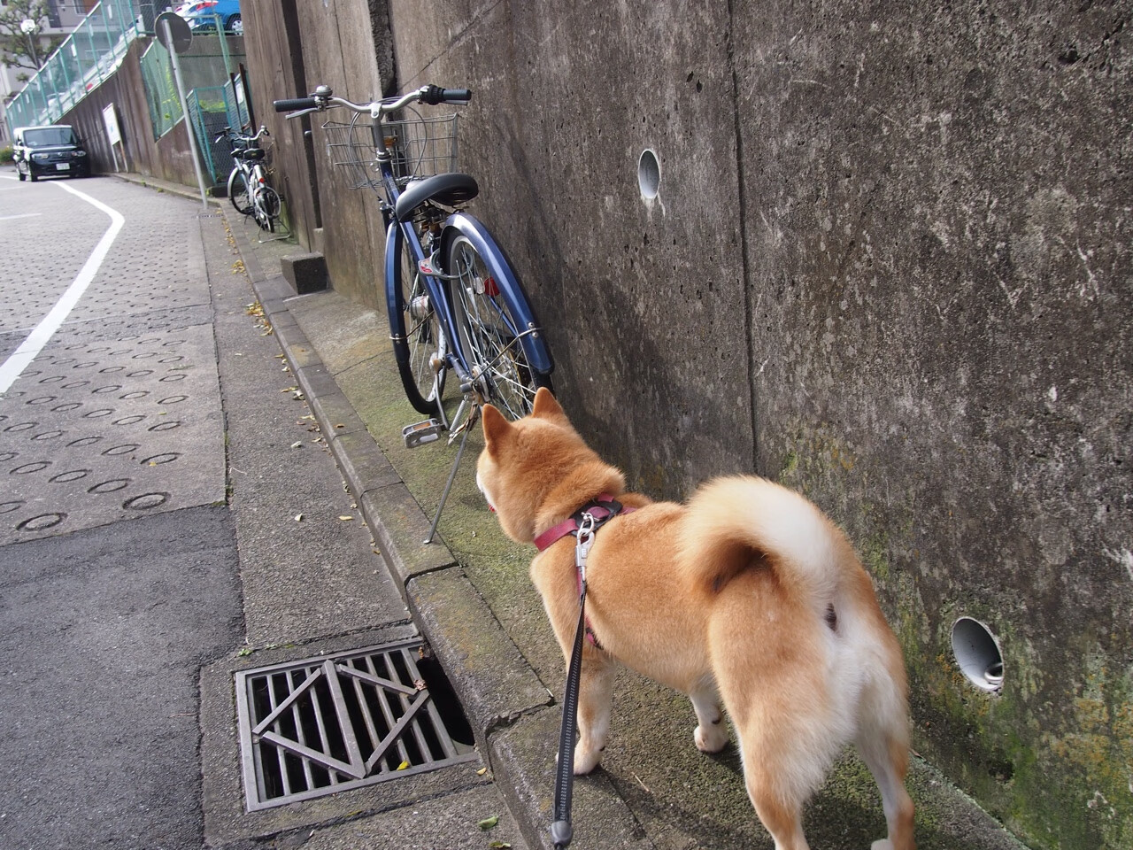 开云官方网站-欧洲NBA球员大放异彩，引来更多球迷追捧，2020nba欧洲球员