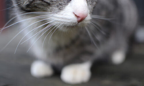 英格兰队成功击败德国,晋级欧国盃四强,欧洲杯英格兰vs德国谁赢了