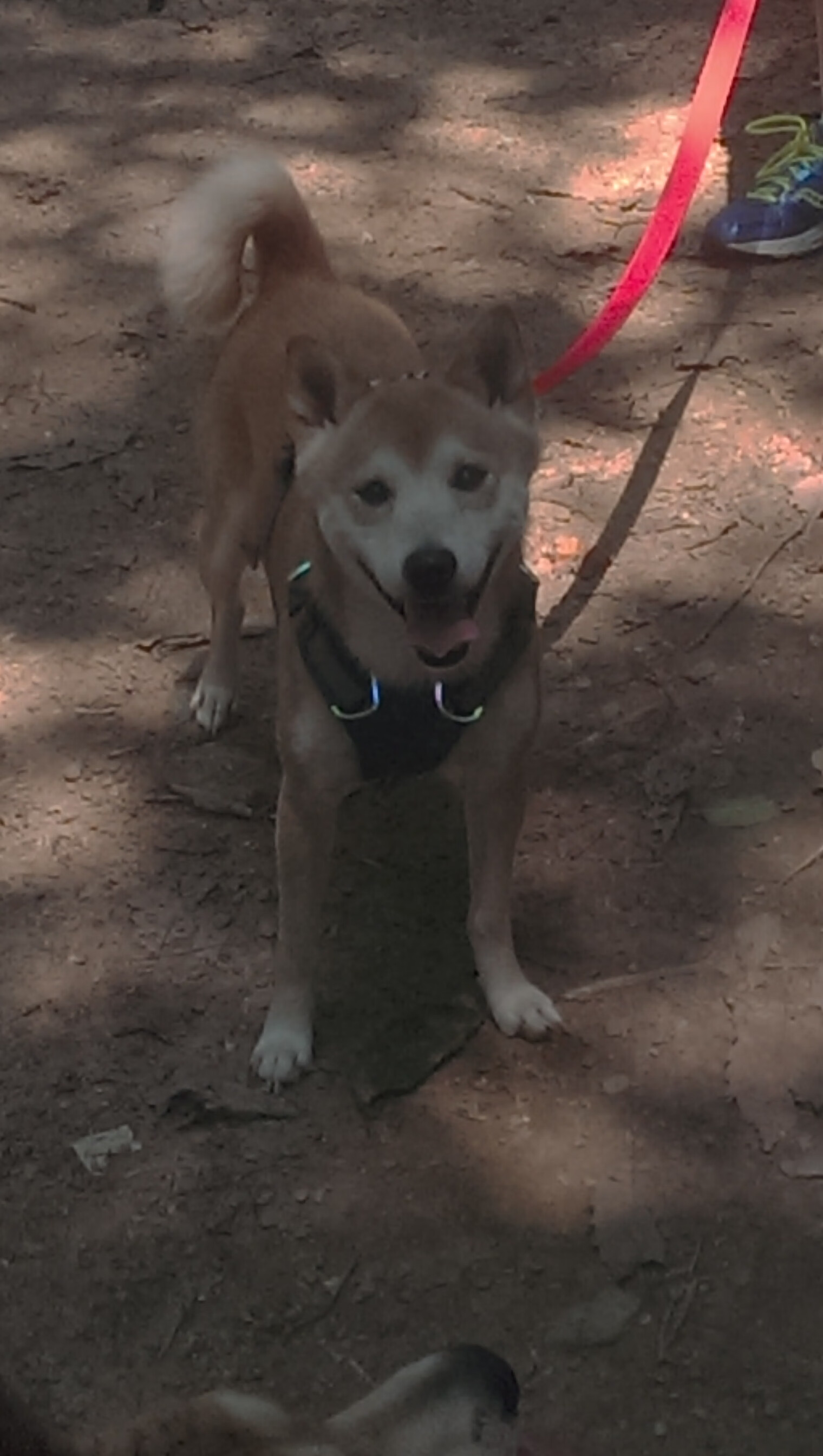 中小学体育活动激励机制研究，中小学体育锻炼