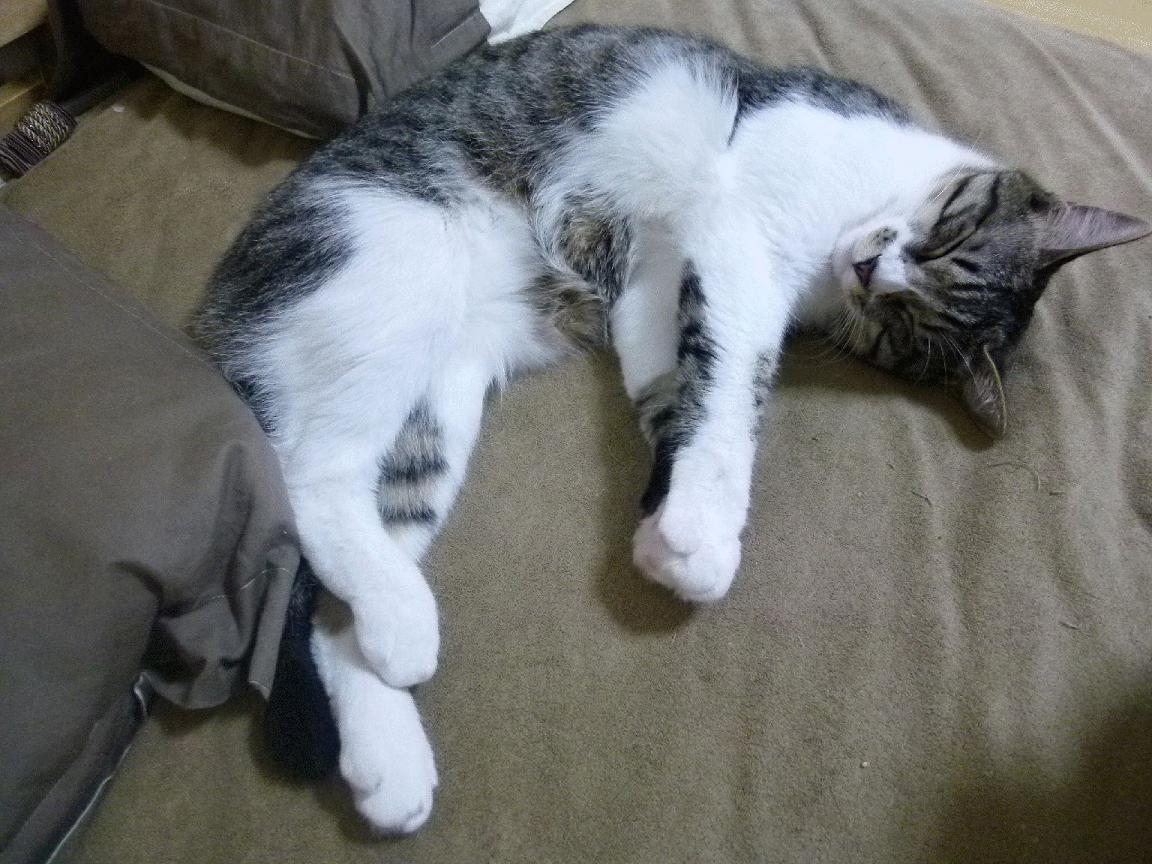 运动员伤病预防与康复体系,运动员的运动创伤及预防