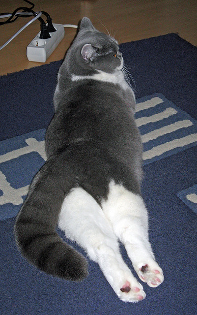 “2025世界运动会:短柄墙球在高新区全民健身馆赛场上,谁能成为头脑与力量的双重冠军?”