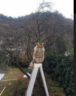 开云官方网页登录-中国女篮晋级八强 球迷现场打出加油标语，中国女篮加油口号