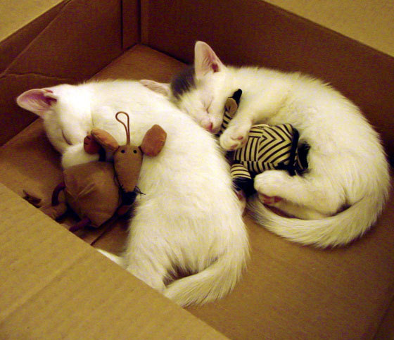 冬季滑雪公开课受家长学生欢迎,冬季滑雪公开课受家长学生欢迎怎么办