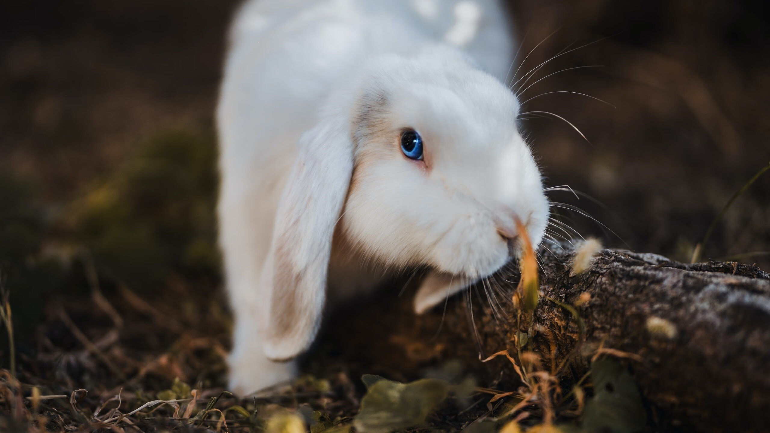 新赛季,2024年国际乒联混合团体世界杯赛制大变革,国际乒联世界杯团体赛时间表
