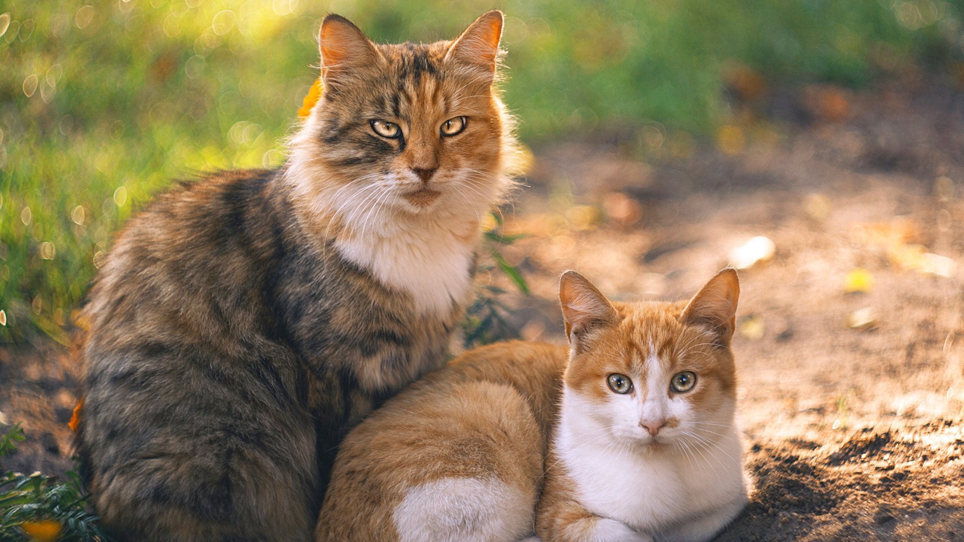 混合泳接力美澳抢金 中国强势冲击,澳大利亚混合泳接力