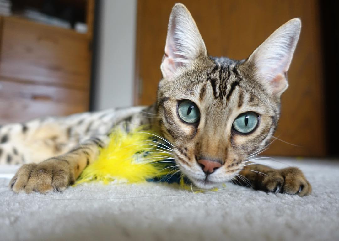 开云·Kaiyun网页版-球员场上执行力的训练方法，球队执行球员选项是什么意思