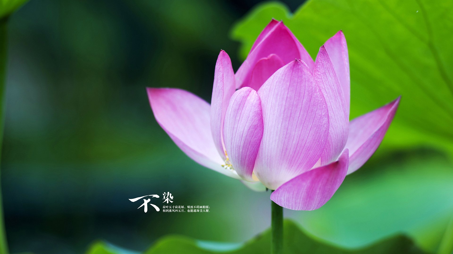 主力前锋本赛季打入十球创造职业生涯最佳数据状态火热,球队前锋