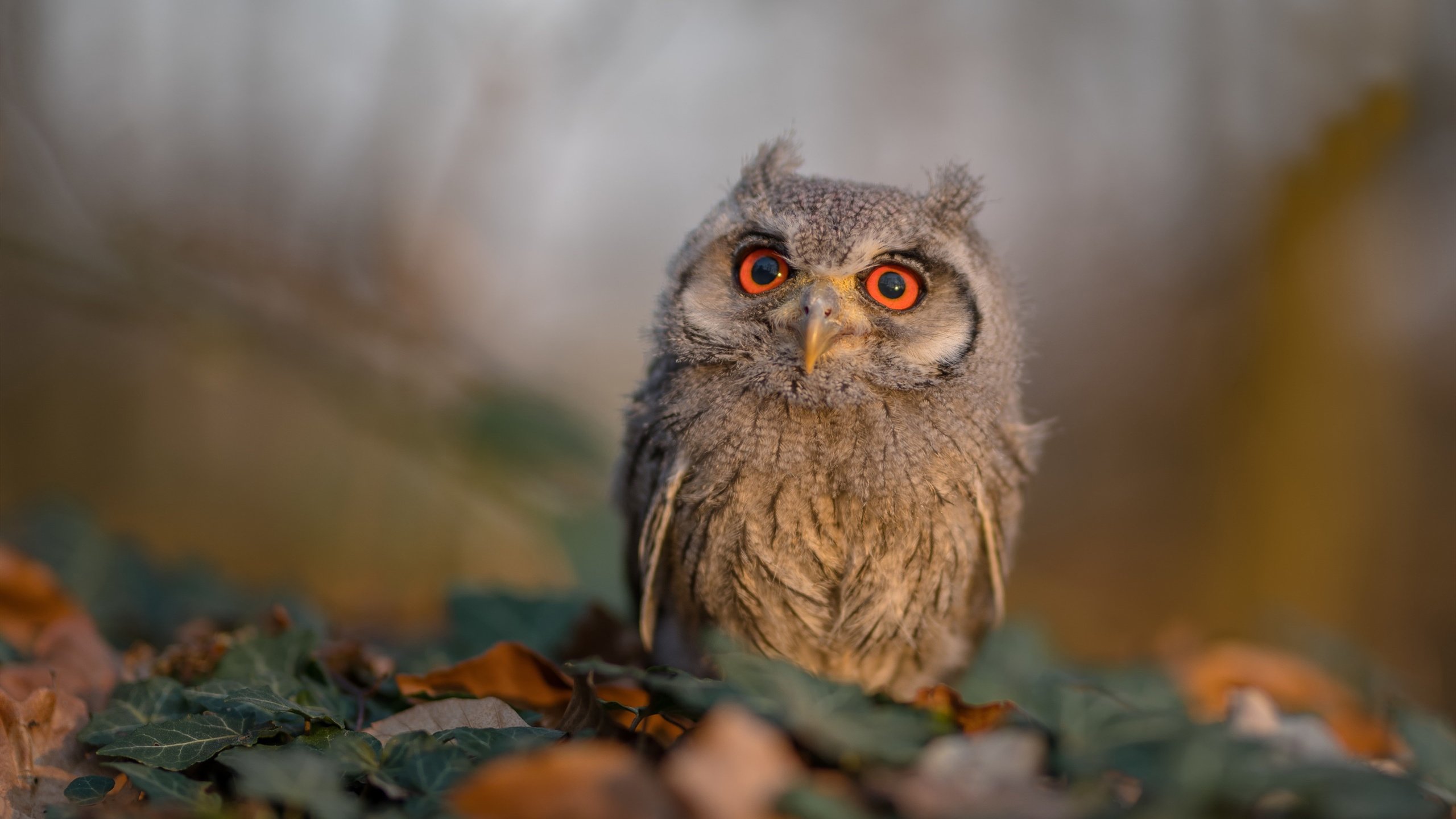 体育新闻中心公告运动员科技监测标签使用标准,运动员科学化训练管理系统