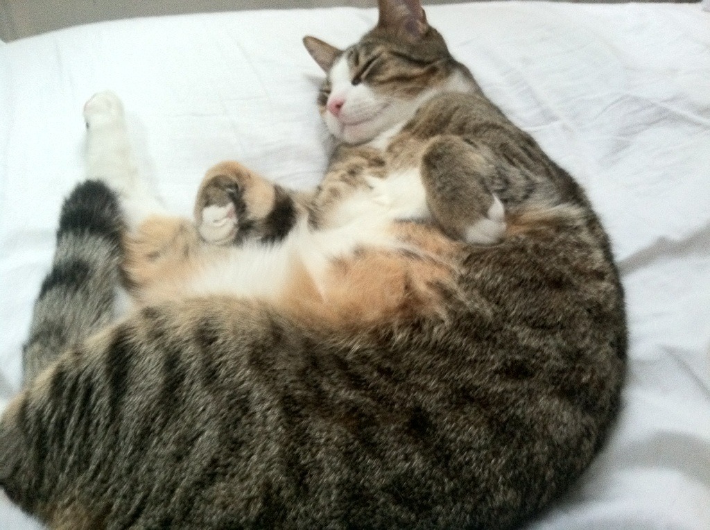 开云体育APP下载-希腊女篮在欧洲锦标赛中力争金牌，继续发展壮大，希腊u20女篮