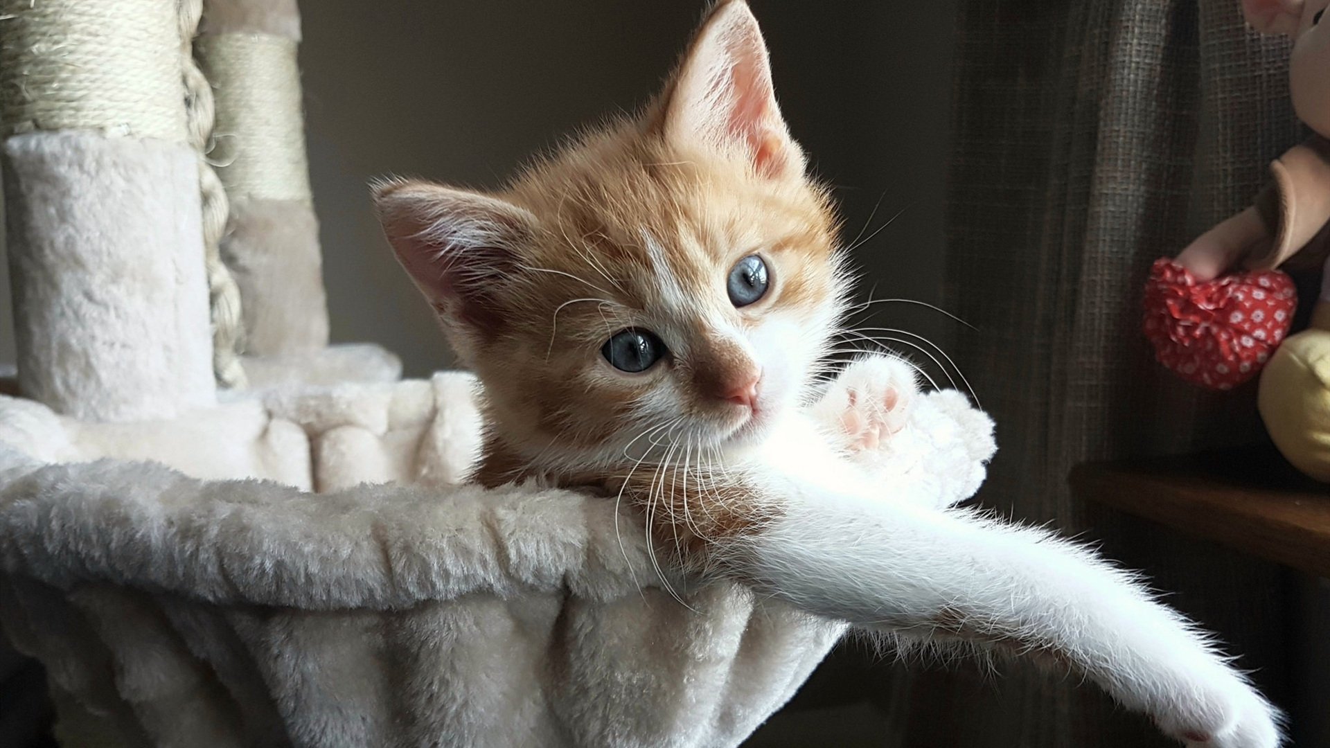 开云官网-德甲速度逐浪：快速反击展现极致！，德甲冲刺速度最快球员