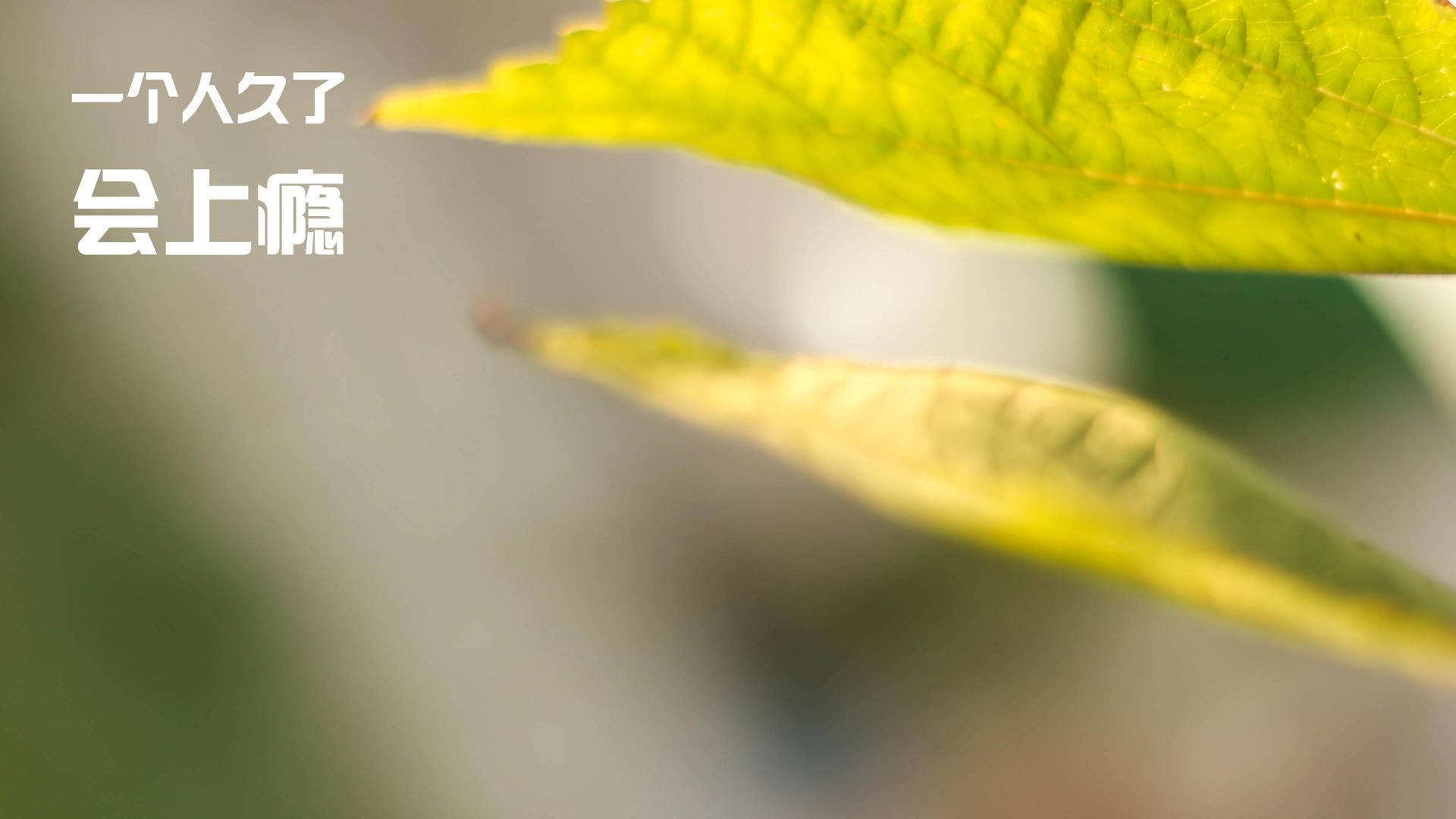 意甲速攻震撼：瞬间突破，场面精彩！，意甲队伍