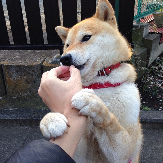 开云体育APP下载-杰克·阿莱克西触壁瞬间引爆全场，杰克阿西斯