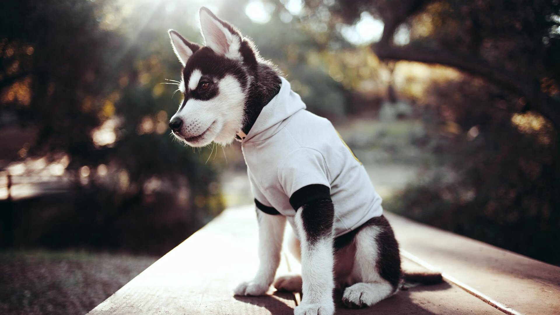 开云官网-格鲁吉亚女篮在欧洲锦标赛中表现出色，逐步走向国际巡回赛，格鲁吉亚参加过欧洲杯吗