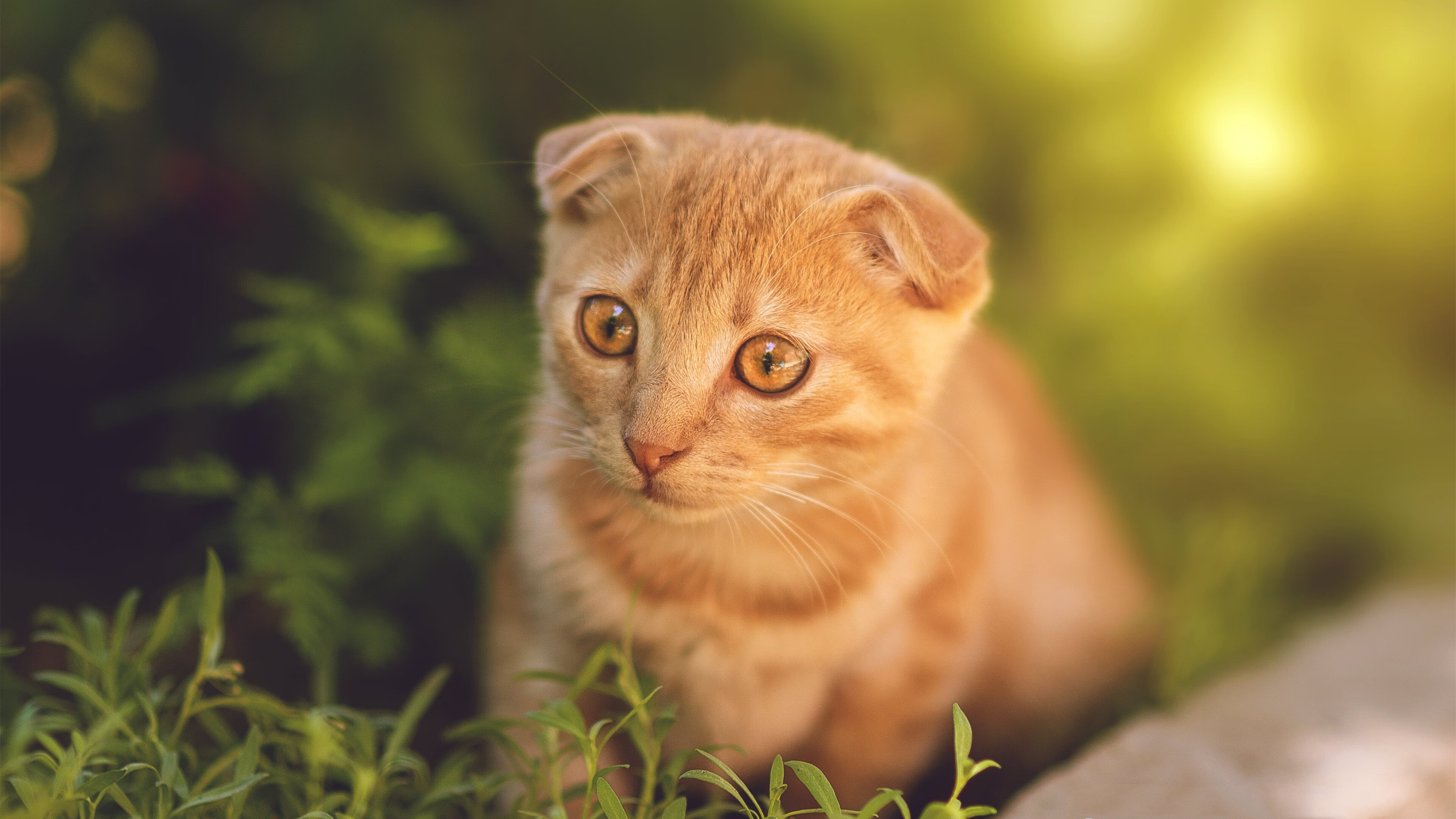 kaiyun体育app-法甲媒体对转会市场的报道趋势，法甲转会截止日期